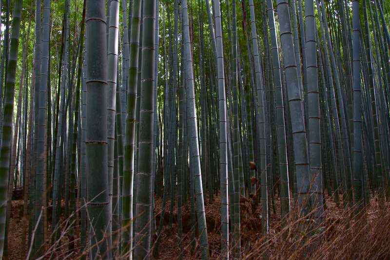 bosque de bambú de Arashiyama en Kioto1