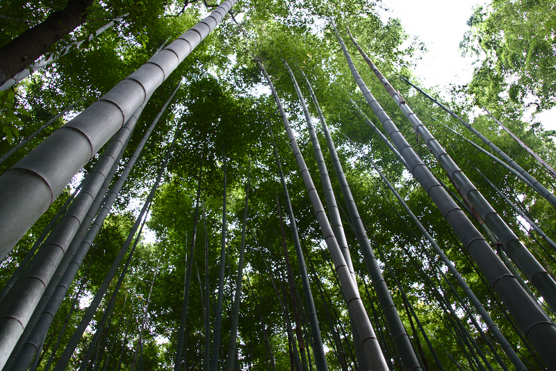 bosque de bambú de Arashiyama en Kioto2