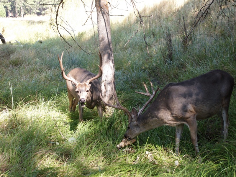 ciervos salvajes en el Parque Nacional de Yosemite