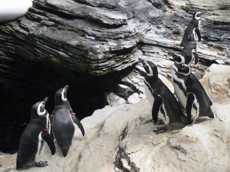 pingüinos en el Oceanário de Lisboa