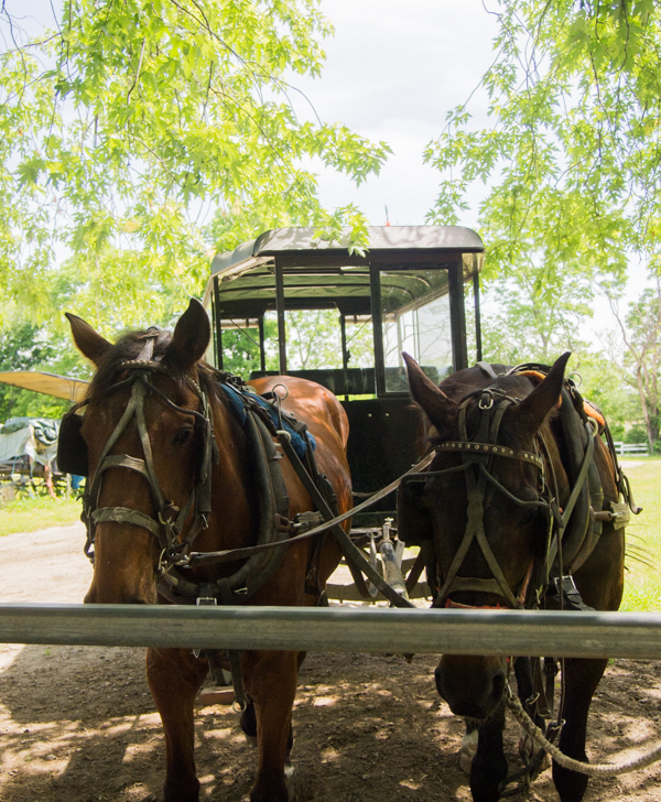 buggy amish con caballos en Ed's Buggy Ride en el Condado de Lancaster