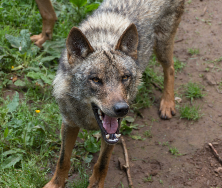 lobos en el cercado de la Casa del Lobo de Belmonte 4