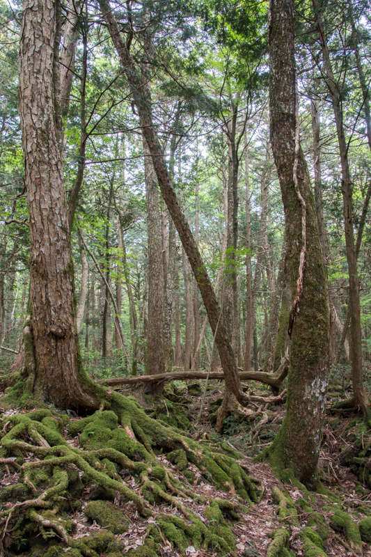 Bosque de Aokigahara 1